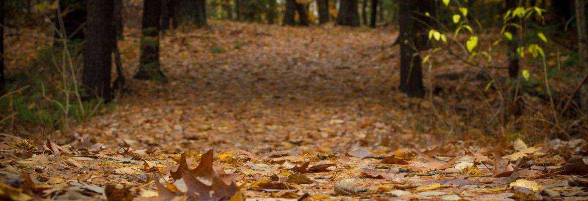 Welcome to UMA's Nature Trails - University of Maine at Augusta